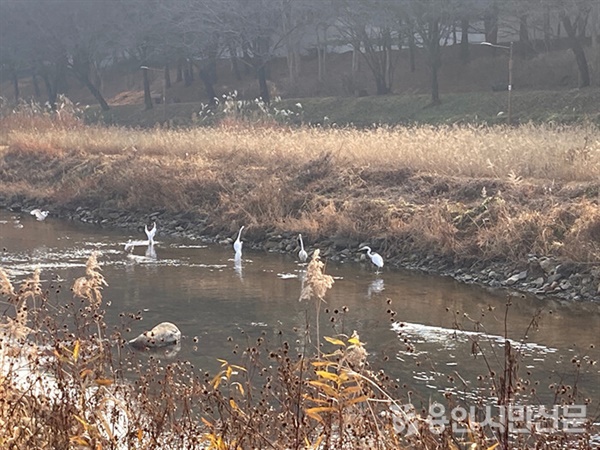 용인 천변에서 만날 수 있는 백로들