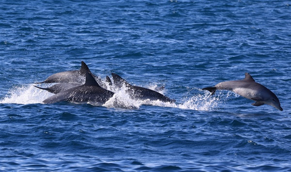 2022년 1월 1일 모습을 드러낸 제주남방돌고래들. 어미 돌고래들과 함께 유영하는 새끼 돌고래.