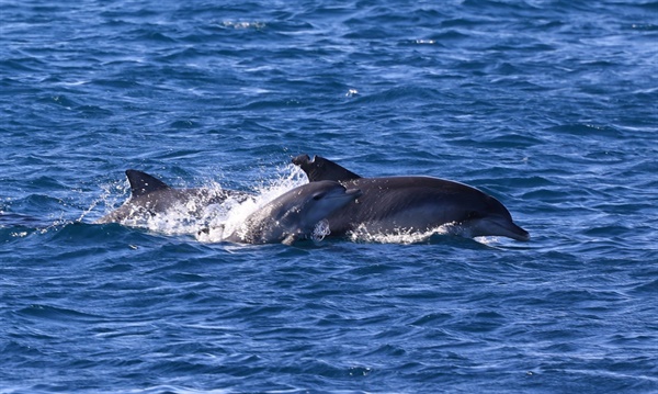 2022년 1월 1일 모습을 드러낸 제주남방돌고래들, 새끼 돌고래와 함께 헤엄치고 있는 ‘시월이’