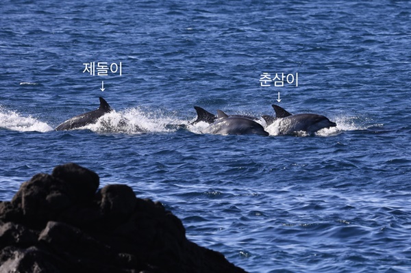 2022년 1월 1일 모습을 드러낸 제주남방돌고래들. 카메라에 포착된 제돌이와 춘삼이