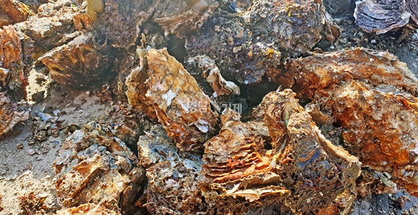지난해 발생했던 남해안 일대 양식장 굴 집단폐사는 바닷물 속 ‘영양염류’ 부족 때문인 것으로 밝혀졌다. 