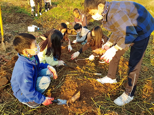 고구마를 캐는 데 여념이 없는 아이들.