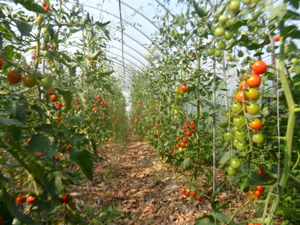 7년간 무경운과 유기물 멀칭으로 토마토를 재배했다
