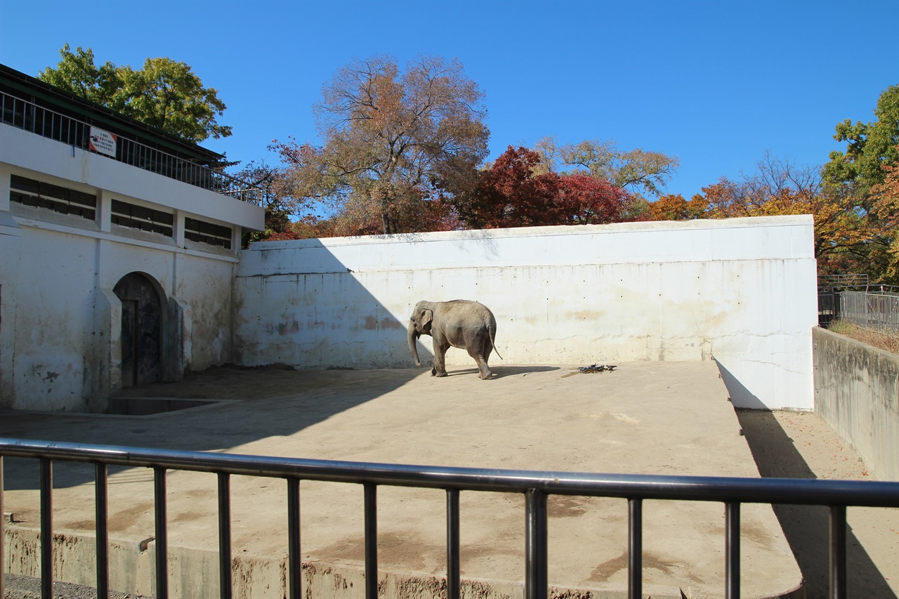 공영동물원의 코끼리사. 동물원의 열악한 환경이 사회적 문제로 지적되고 있지만 선거철에는 주목받지 못한다.