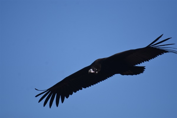 멸종위기종이자 천연기념물인 독수리 한 마리가 창공을 멋지게 비행하고 있다. 