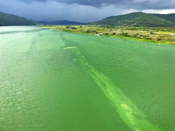 2018년 8월 126만셀이라는 기록적인 조류 수치를 기록한 때의 합천창녕보 공도교에서 바라본 낙동강의 모습이다. 강 전체가 온통 초록빛이다