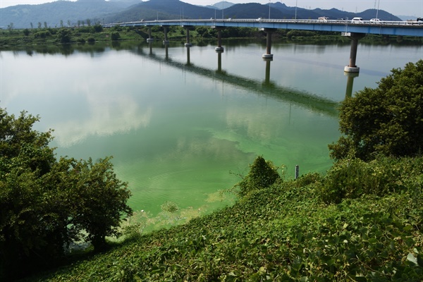 2016년 8월 박석진교에서 바라본 낙동강 모습이다. 강물이 들어차 있고, 그 위에 녹조가 피어있다. 