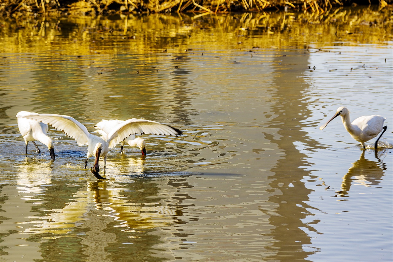 서산 호수공원에 노랑부리저어새 등 겨울철새들이 찾아오면서, 서산시가 호수공원 주변에 철새탐조대를 설치했다.