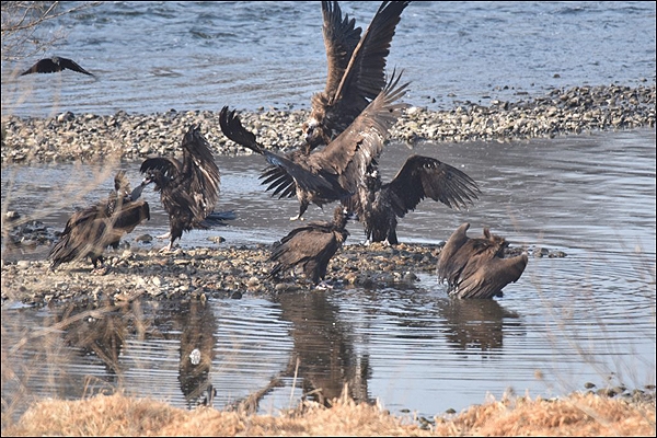 금강 세종보 상류(합강리)에서 먹이활동 중인 독수리의 모습