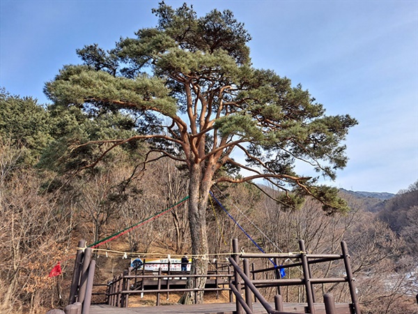  와운 마을 수호신인 천년송 모습으로 당산제가 열리기 하루 전(9일)인 방문했을 때 나무에 오방색 천을 감아두고 나무 둘레에는 새끼로 금줄을 쳐 외부인 출입을 금하고 있었다. 