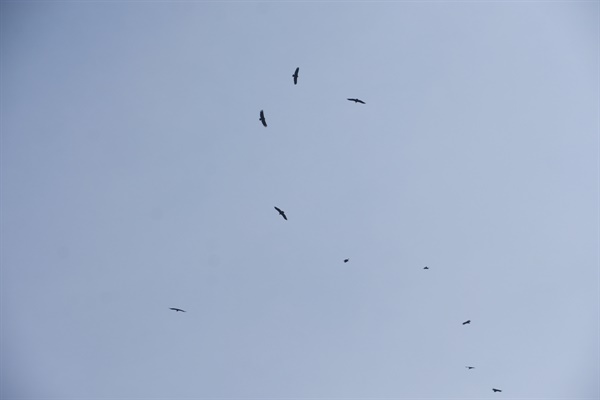 낙동강을 찾은 독수리들이 먹이 나누기 행사의 의미를 아는지 주변 하늘을 선회 비행하고 있다. 