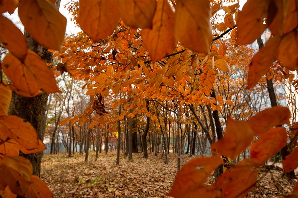 수북한 낙엽을 밟아볼 수 있는 서남환경공원 둑방길.