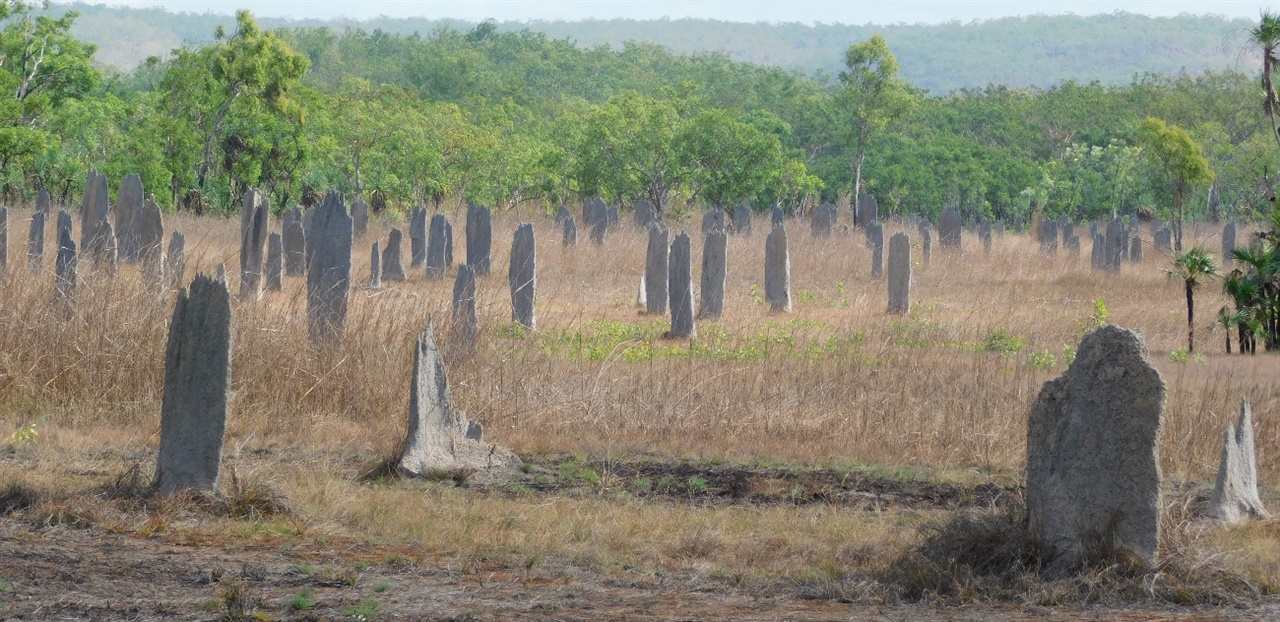  흰개미 집들이 모여있는 관광지(The Termite Mounds) 