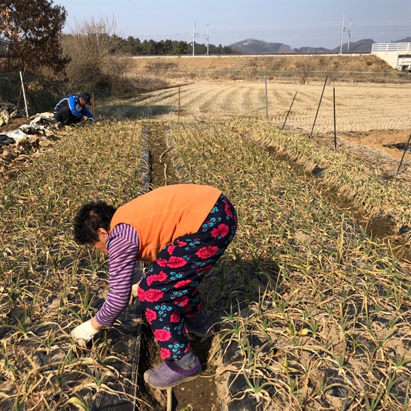  마늘밭  밭농사 시작은 마늘밭 비료주기