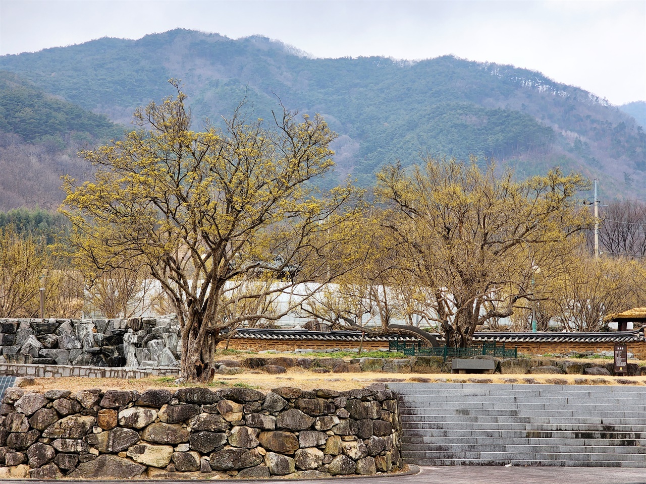 구례군 산동면 계척마을 산수유 시목지