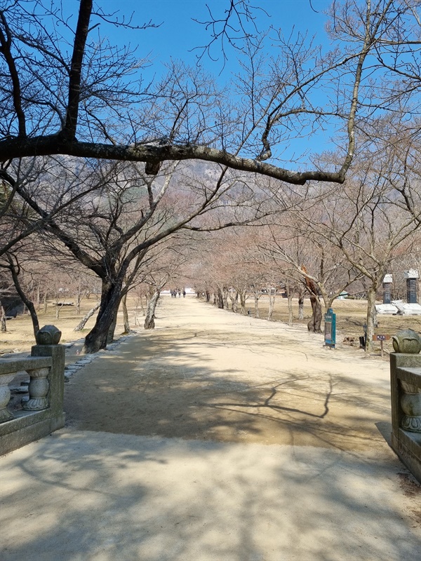 핑크빛 봄을 부풀리고 있는 벚꽃나무 많은 이들의 가슴을 설레게 했을 벚꽃 길