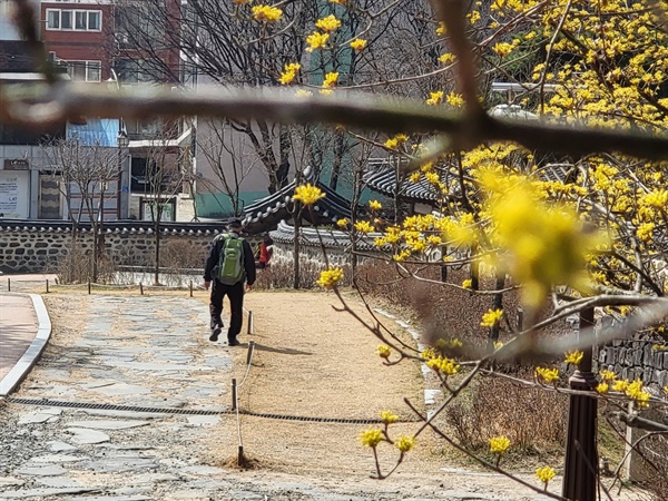 대전 우암사적공원에 산수유 꽃이 활짝 펴 봄 소식을 알리고 있다. 