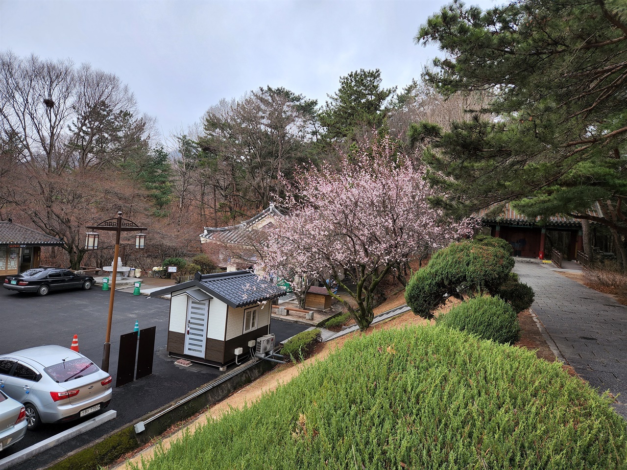 경주 김유신묘 입구에 핀 매화나무 모습