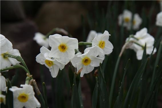 하얀 수선화 하나의 꽃대에 여러 송이의 꽃이 달리며 향이 짙은 편이다.