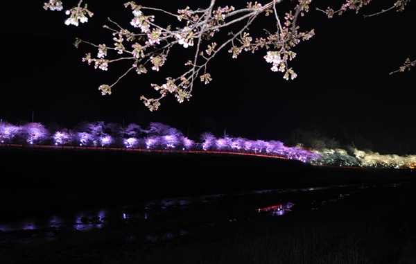 하동 화개 십리벚꽃길 야간 경관조명