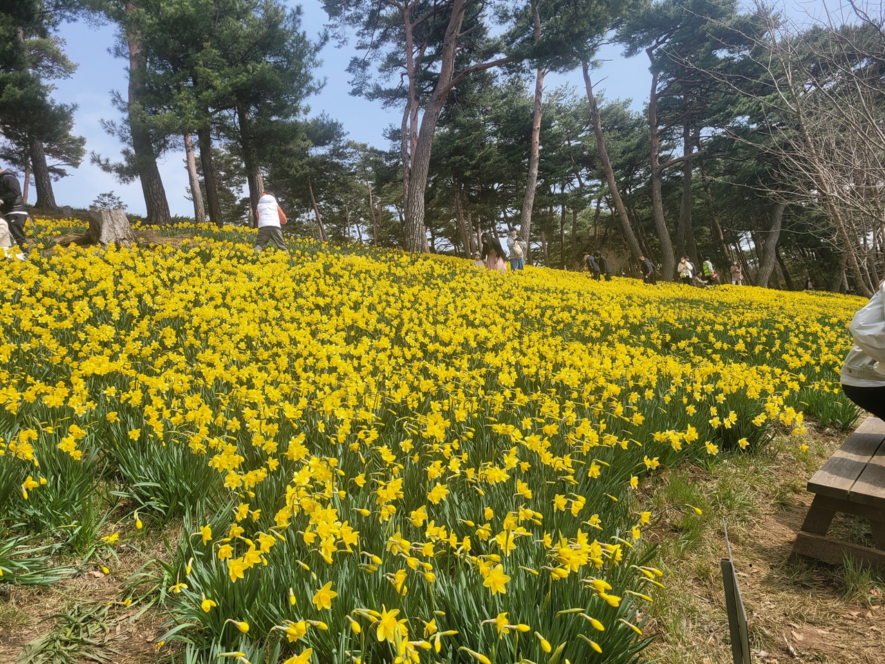 3월 마지막 주말 서산 여미리 유기방 가옥은 개화한 수선화를 보기 위해 찾은 관광객들로 북적였다.