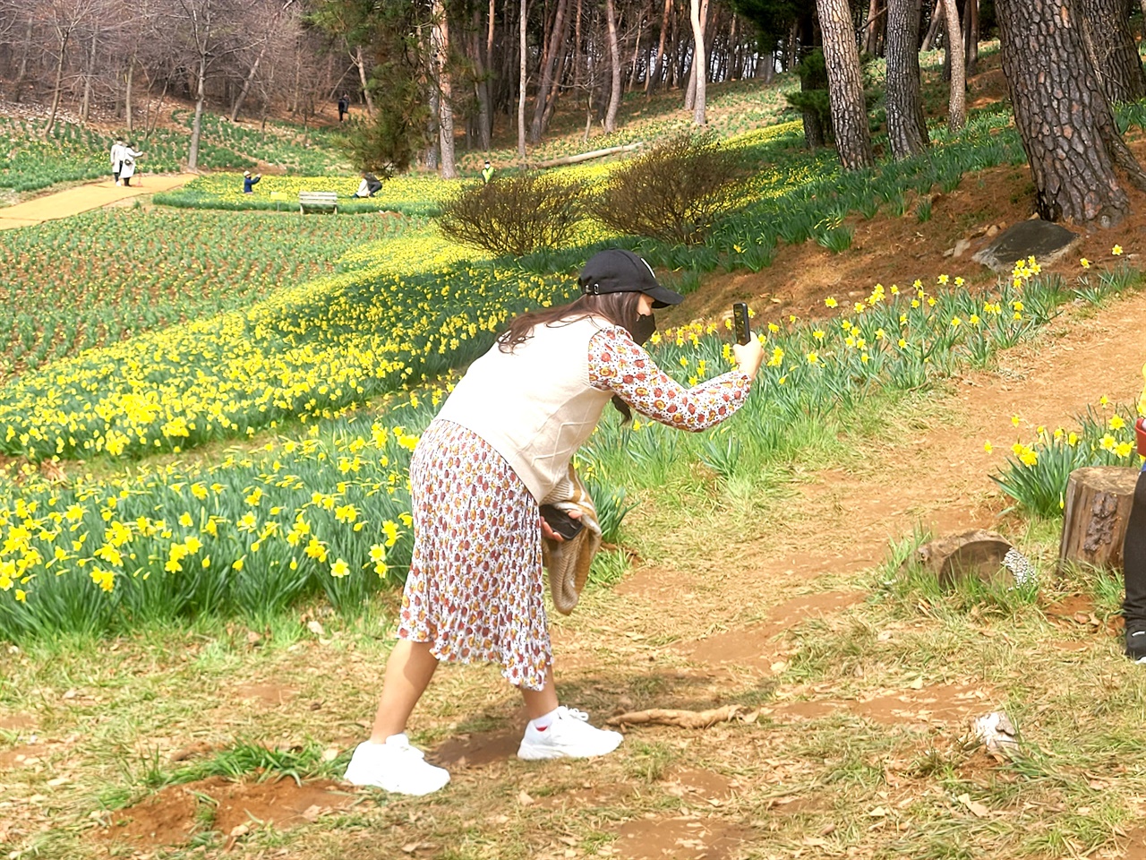  유기방 가옥을 찾은 시민이 수선화를 배경으로 사진을 찍고 있다.