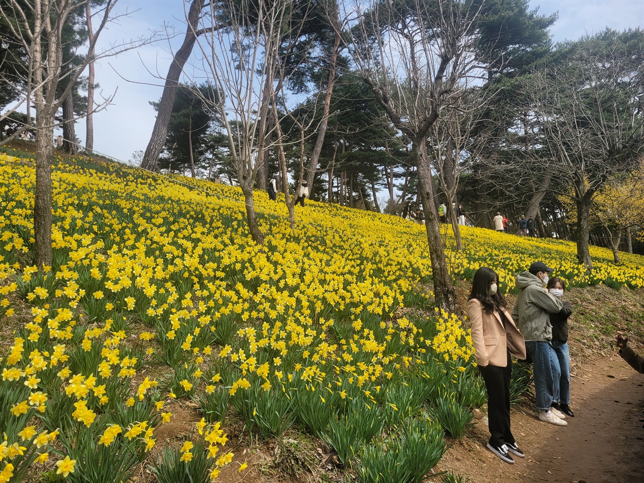  27일 찾은 유기방 가옥에는 다소 개화가 이른 시기임에도 많은 시민이 찾고 있었다. 이곳 수선화는 크게 세 구역으로 나뉘어 있으며 구역마다 수선화 개화 시기가 달라 4월까지 산 전체가 노란색으로 장관을 이룬다.