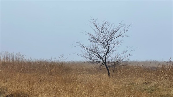 수라갯벌 습지에 있는 나무
