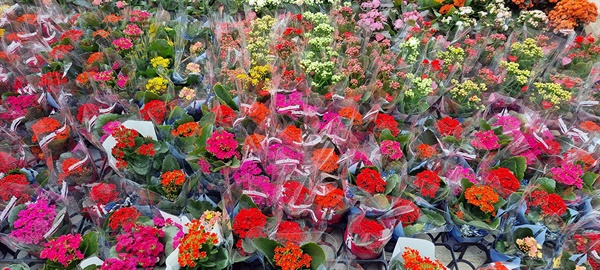 칼랑코에는 여러 색의 꽃이 2달 가까이 피는데다가 값도 저련한 편이라 인기가 많은 다육식물이다(2022년 3월 20일 양주화훼단지)