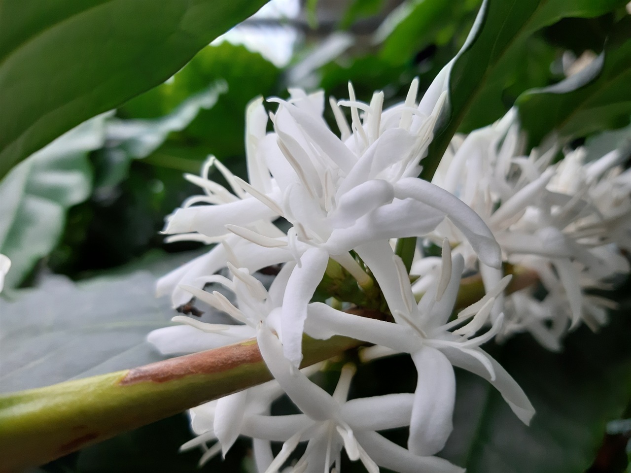 커피나무꽃은 3월~4월에 피는데 피어있는 시기가 짧아 찰나를 포착해야 볼 수 있다. 향기롭고 아름답다.
