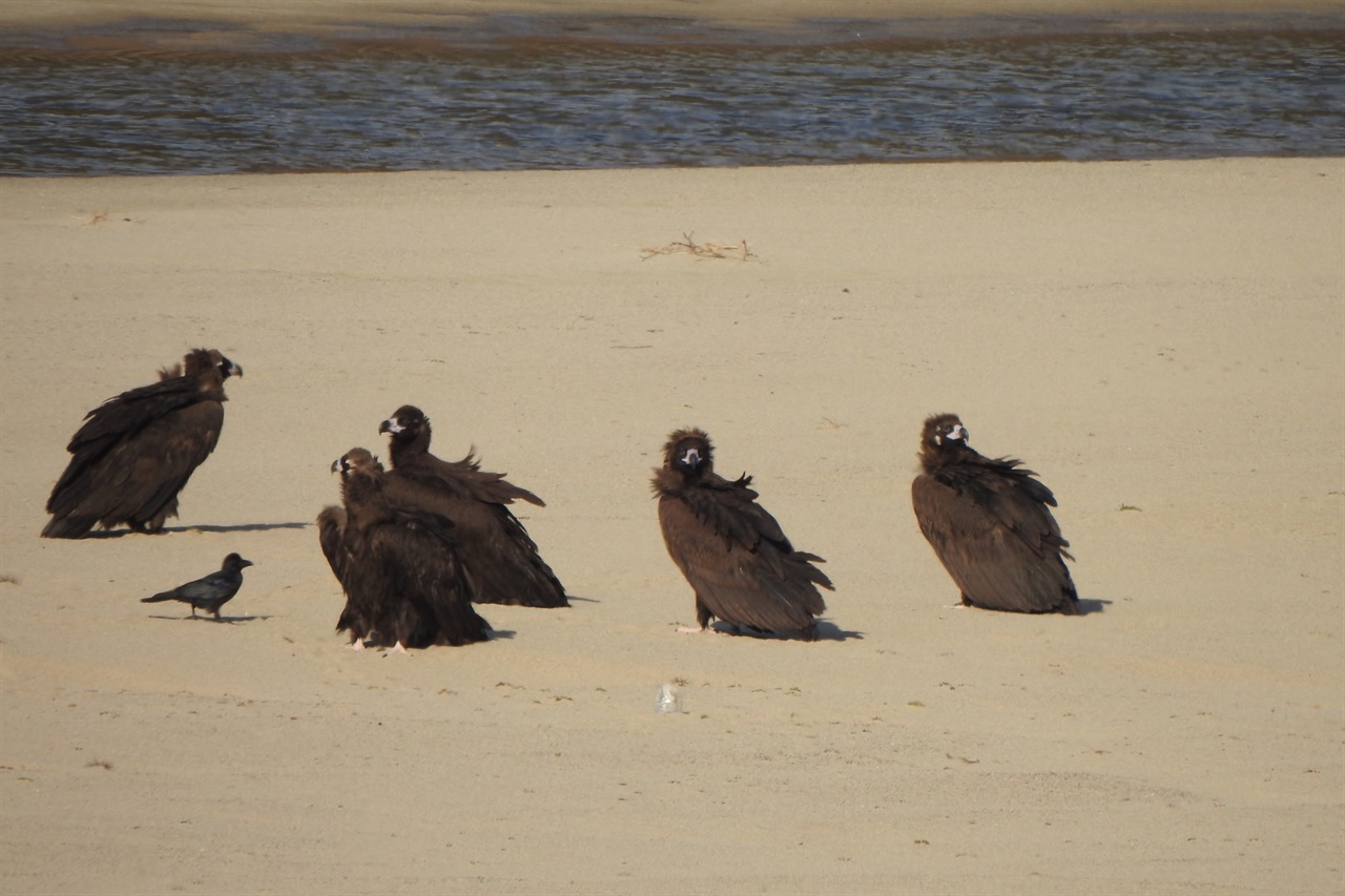 낙동강을 찾은 멸종위기종 독수리들. 합천보 개방으로 생겨난 모래톱 위에 내려앉아 쉬고 있다. 