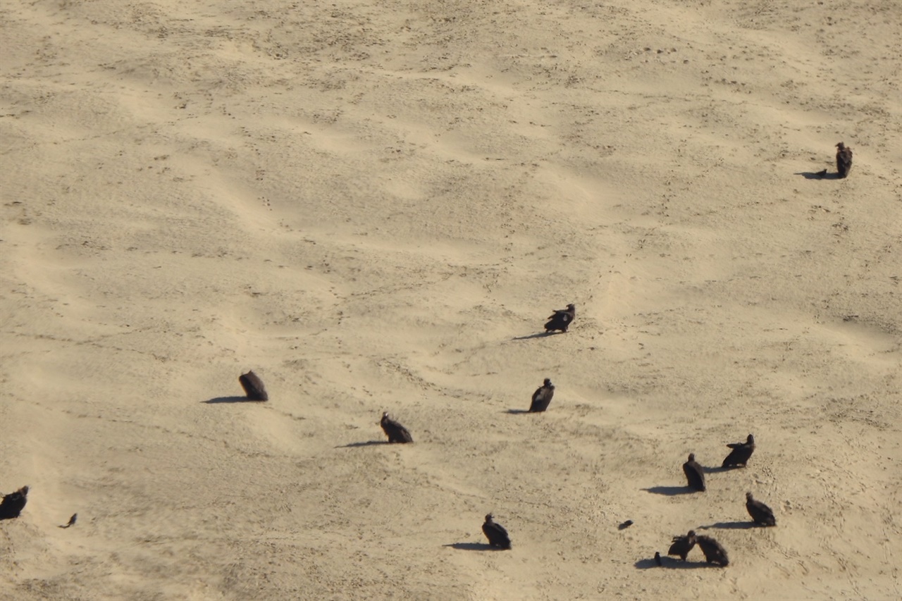 합천보 수문개방으로 드넓게 드러난 모래톱 위에 독수리들이 쉬고 있다. 이처럼 모래톱은 독수리와 같은 야생동물들에겐 꼭 필요한 휴식의 공간이다. 