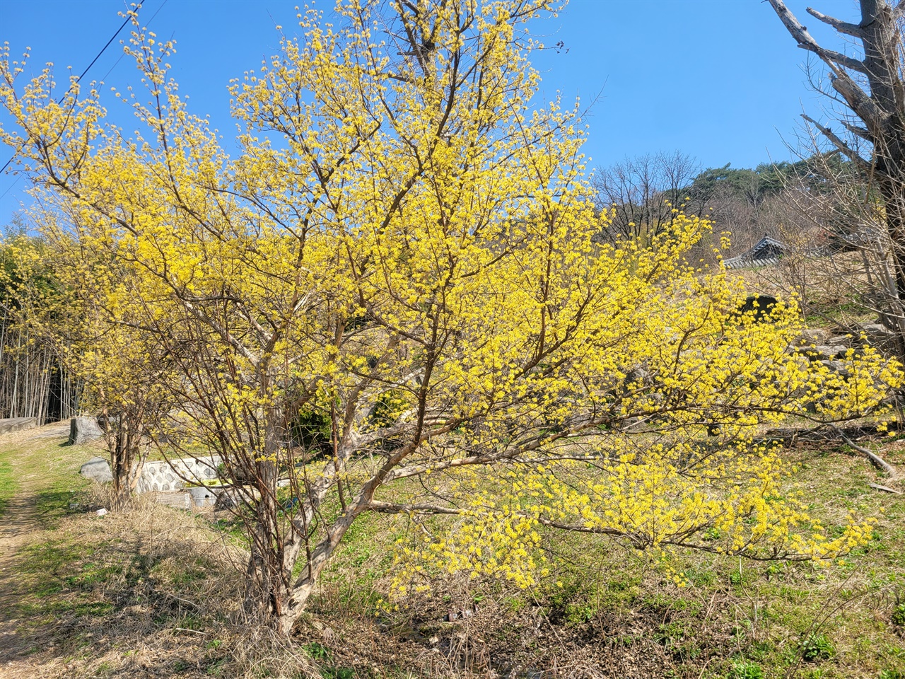 거북이마을은 수선화 이외에도 홍매화, 생강나무 등 한 장소에서 여러 가지 봄꽃을 볼 수 있는 곳이다.