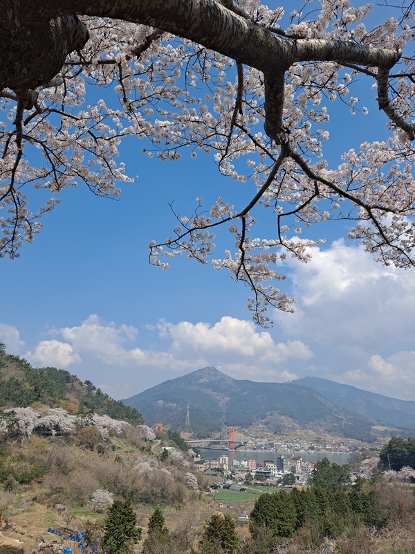 하늘에 걸친 왕벚나무 아래로 마을과 남해대교가 보인다.