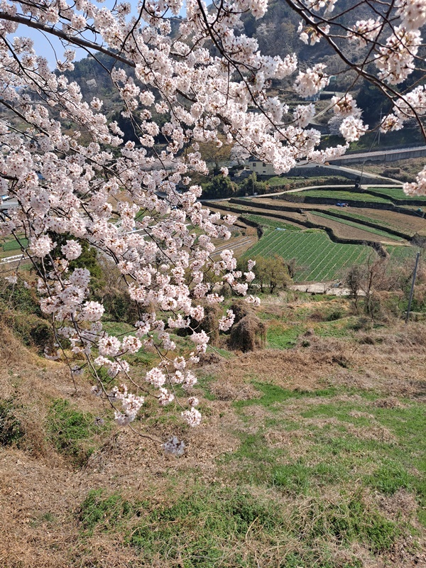 고목에서 피워낸 벚꽃 가지와 다랑이 논이 있는 풍경이 한 폭의 그림으로 다가온다.