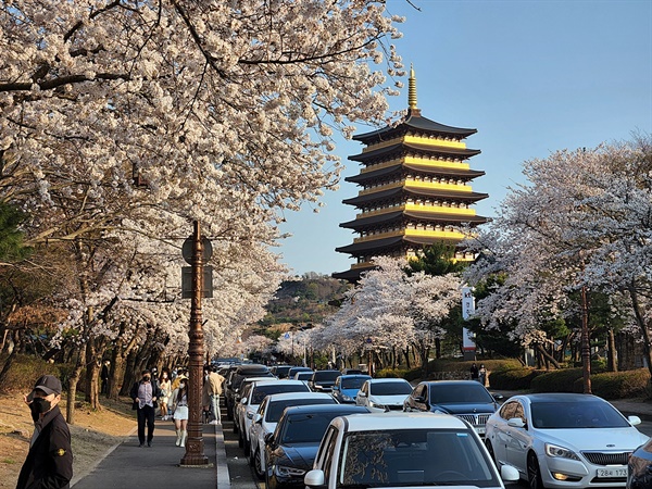 황룡사9층목탑을 양각화하여 세운 황룡원으로 이어지는 벚꽃길 모습