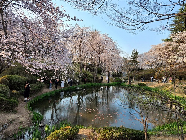 CNN 지역 소개 인터넷 사이트인 CNN GO에서 '한국에서 꼭 가봐야 할 아름다운 장소'에 선정된 보문정 수양버들 벚꽃 모습