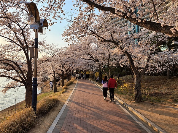  주변 경관이 아름다워 걷고 또 걷고 싶은 '라한셀렉트 경주' 호반 벚꽃길 모습