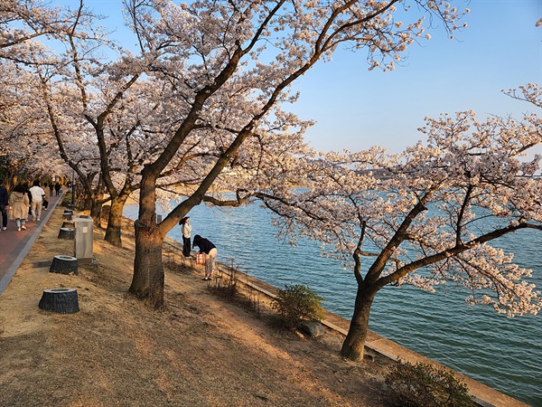  경주 보문관광단지 가족과 함께 산책하기 좋은 호반 벚꽃길 모습