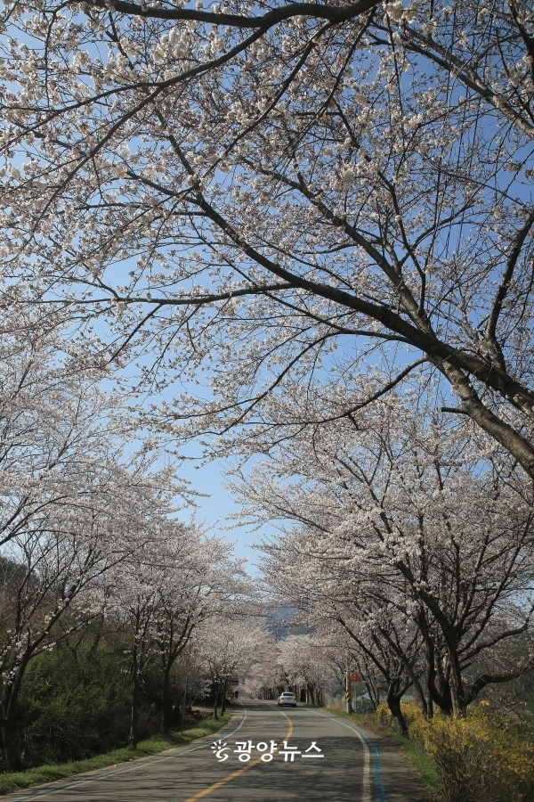  꽃 터널을 이룬 구례 벚꽃길