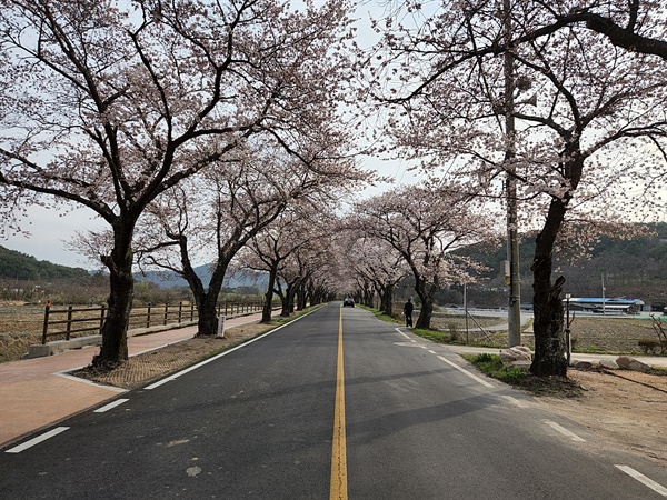 벚꽃 개화가 40% 이상 진행된 경주 암곡 벚꽃 터널 모습