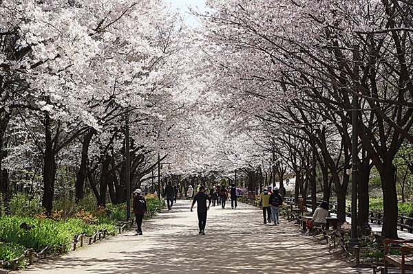 서울숲 벚꽃길