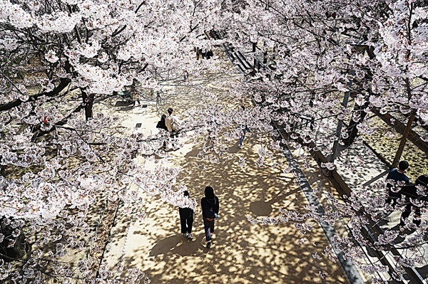벚꽃길을 걷는 시민들