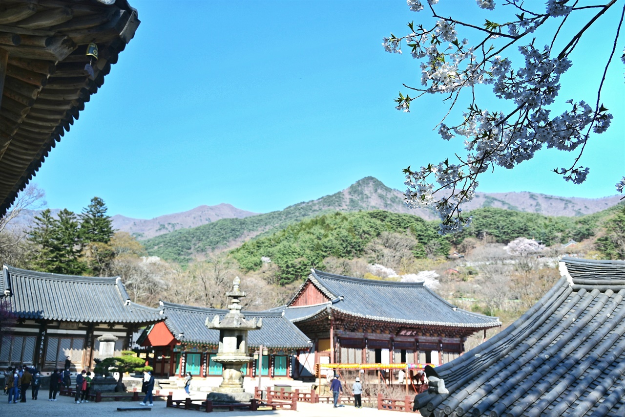  산벚꽃이 핀 화엄사 골짜기