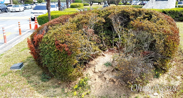  경남도청 정문 뜰에 심어져 있는 영산홍.