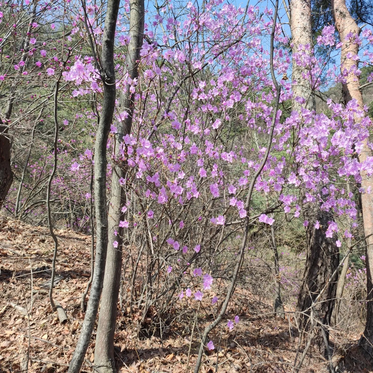 등산로에 핀 진달래 나무에는 아직 새순들이 나 부족한 느낌이지만, 대신 진달래가 등산객들의 눈을 만족시킨다