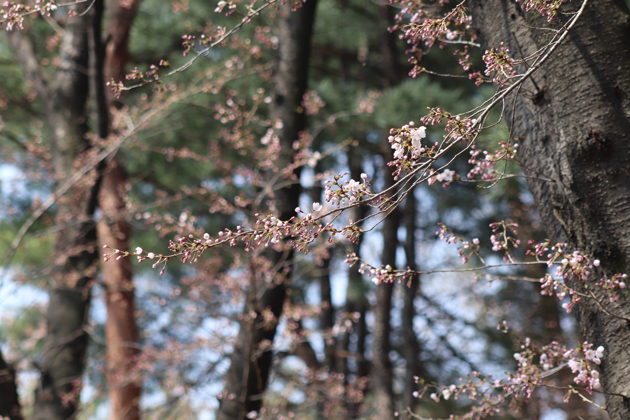 꽃봉오리가 더 많은 벚나무. 남산벚꽃길엔 이런 벚나무가 수두룩하다.