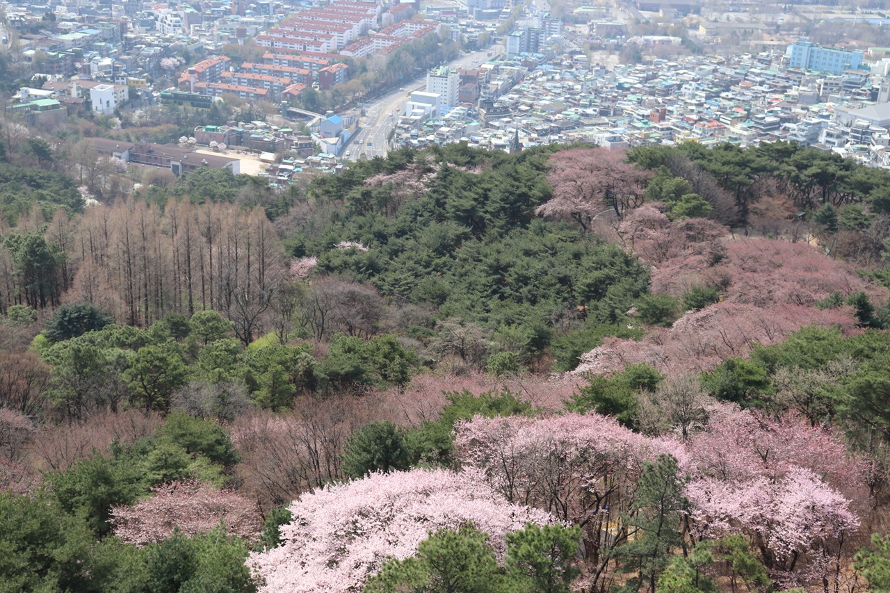 남산타워 야외에서 내려다 본 남산 벚꽃길