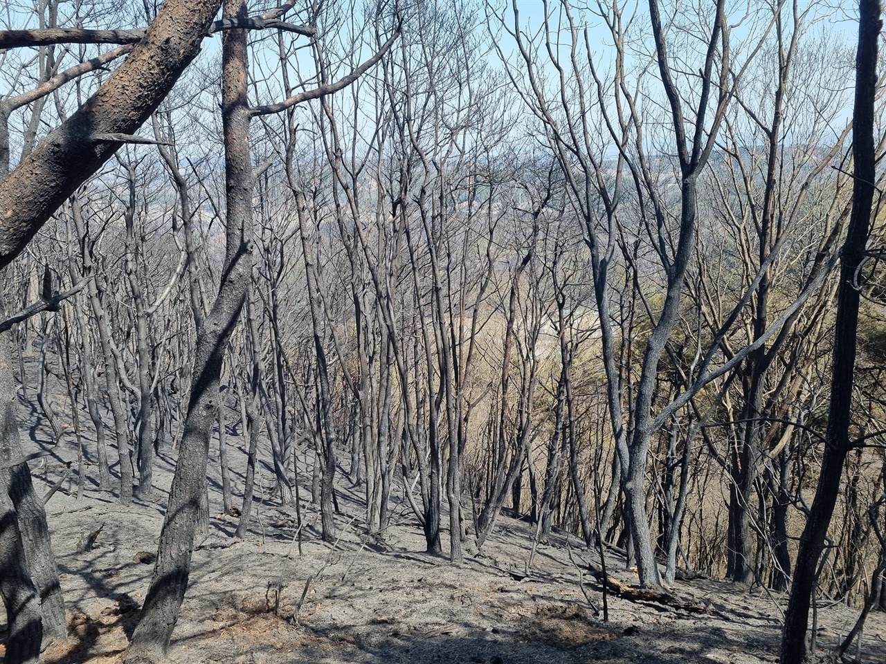 지난 9일 서산 운산면 고풍리 일대 야산에서 발생한 산불로, 40여 ha의 산림이 피해를 입었다. 