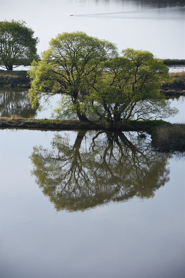 낙동강의 배후습지 우포늪에 새봄이 찾아왔다. 우포늪 초록으로 물들다. 